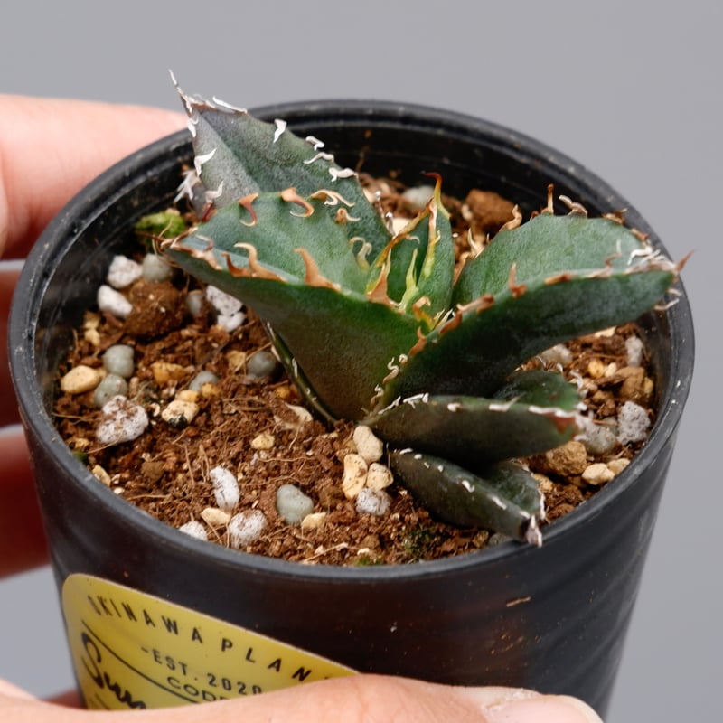 アガベ チタノタ 白鯨 087 Agave titanota white whale | Su