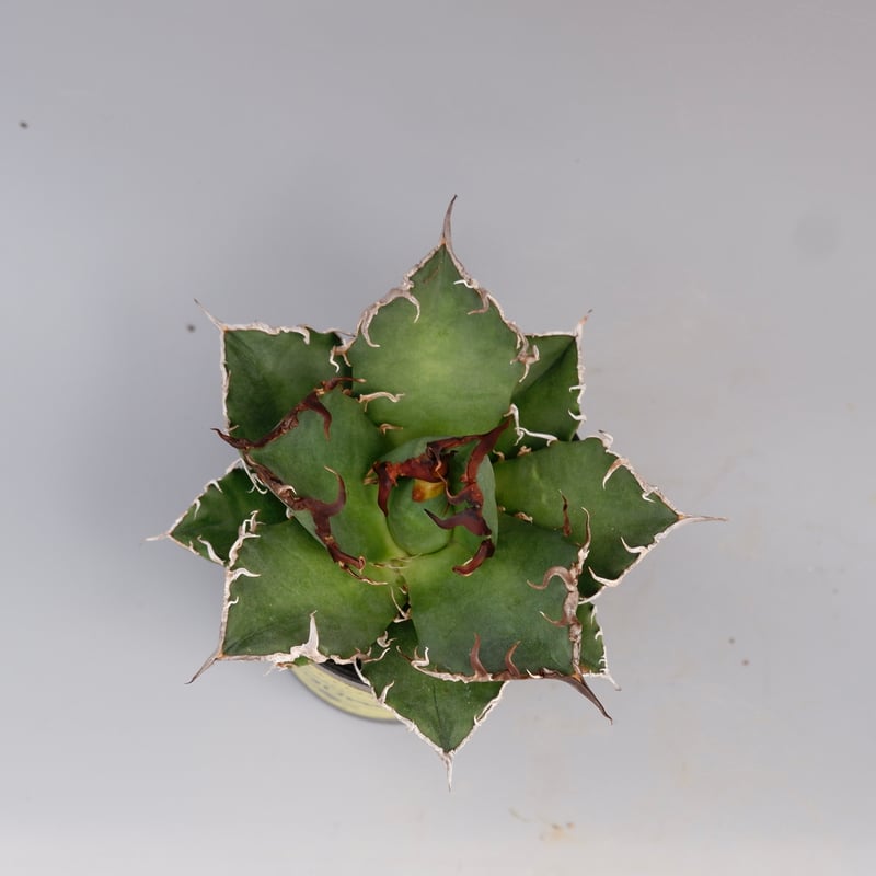 アガベ　チタノタ　シーザー　親株 アガベ チタノタ シーザー Agave titanota caesar 147 | Sunny