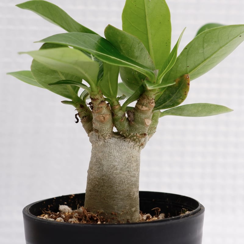 アデニウム アラビカム ブラックステム 実生株 Adenium arabicum