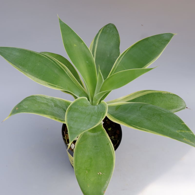 【極上白斑】 アガベ　アテナータ　白斑入り　Agave　ユーフォルビア　サボテン Amazon.co.jp: アガベ アテヌアータ 白斑入り 幹上がり 8号 大型