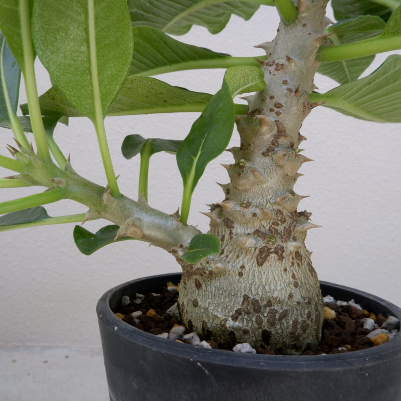 パキポディウム　ウインゾリー　1 パキポディウム ウィンゾリー 001 Pachypodium windsorri | Sunn