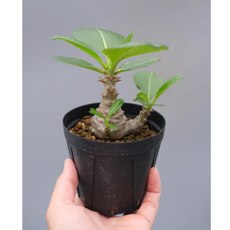 パキポディウム ウィンゾリー 実生株 040 Pachypodium windsorii |