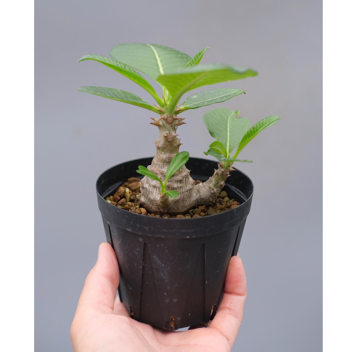 パキポディウム ウィンゾリー 実生株 040 Pachypodium windsorii |