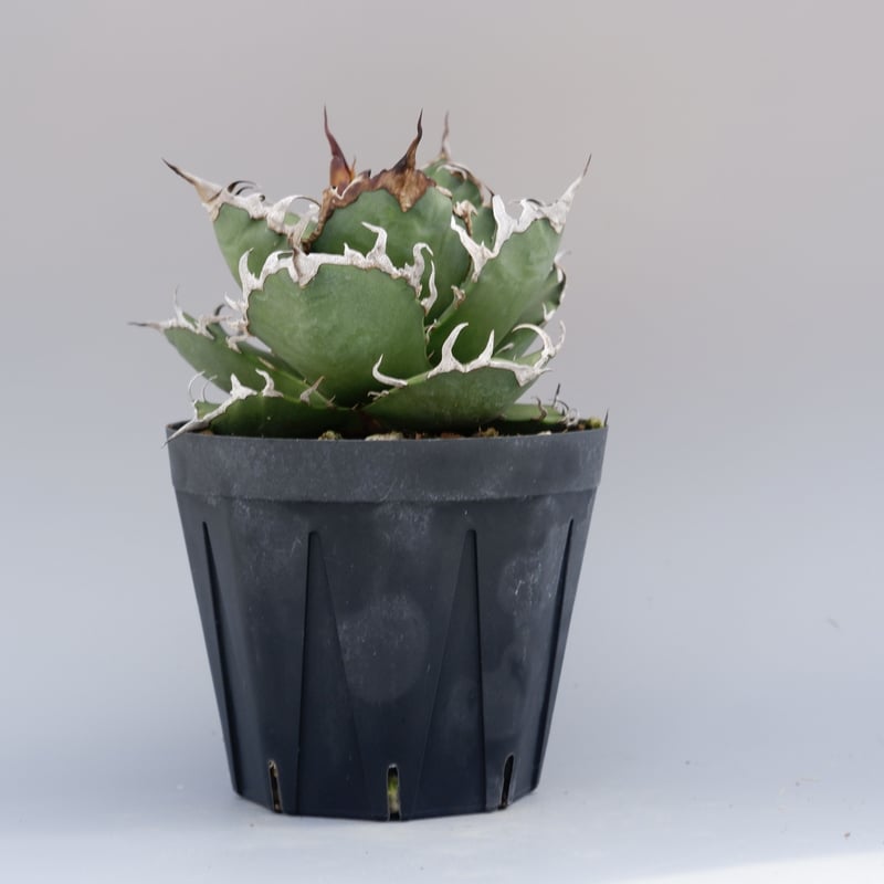 ◆アガベ！シーザー！NO.2◆ アガベ チタノタ シーザー 2株入り Agave titanota caesar 022 |