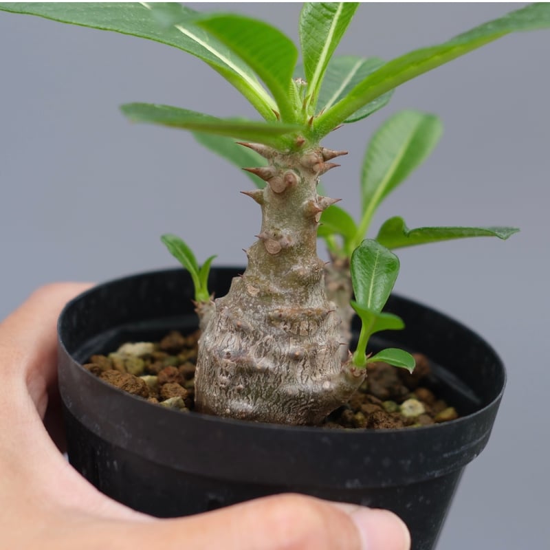 パキポディウム ウィンゾリー 実生株 040 Pachypodium windsorii |
