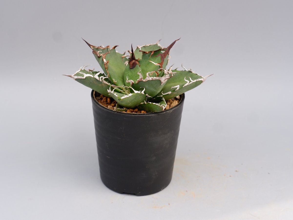アガベ チタノタ シーザー Agave titanota caesar 142 | Sunny
