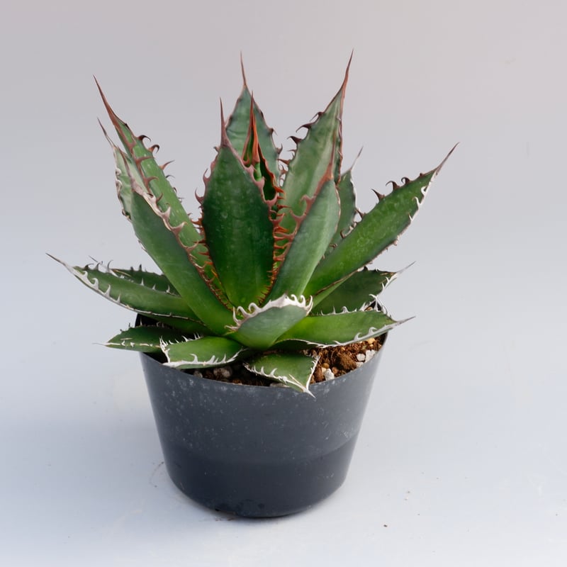 アガベ ホリダ 033 Agave horrida 強棘 | Sunny Branch