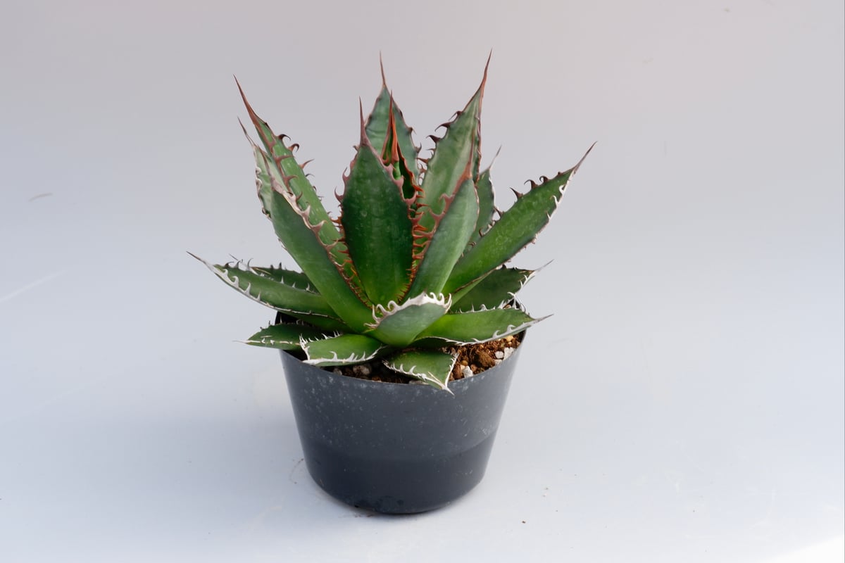 アガベ ホリダ 033 Agave horrida 強棘 | Sunny Branch アガベ ホリダ 033 Agave horrida 強棘 | Sunny Branch