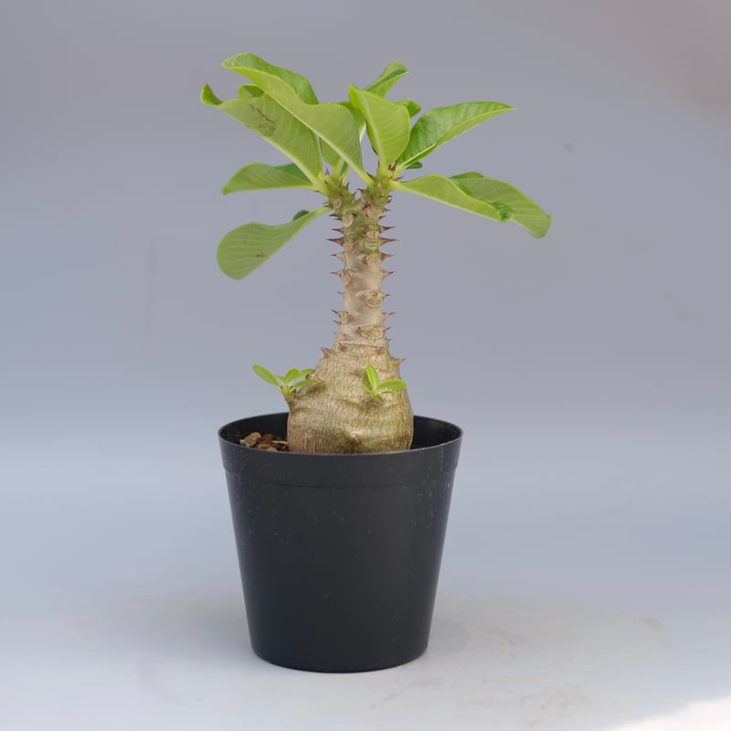 パキポディウム・ウィンゾリー　実生　25-4 パキポディウム ウィンゾリー 実生株 056 Pachypodium windsorii |