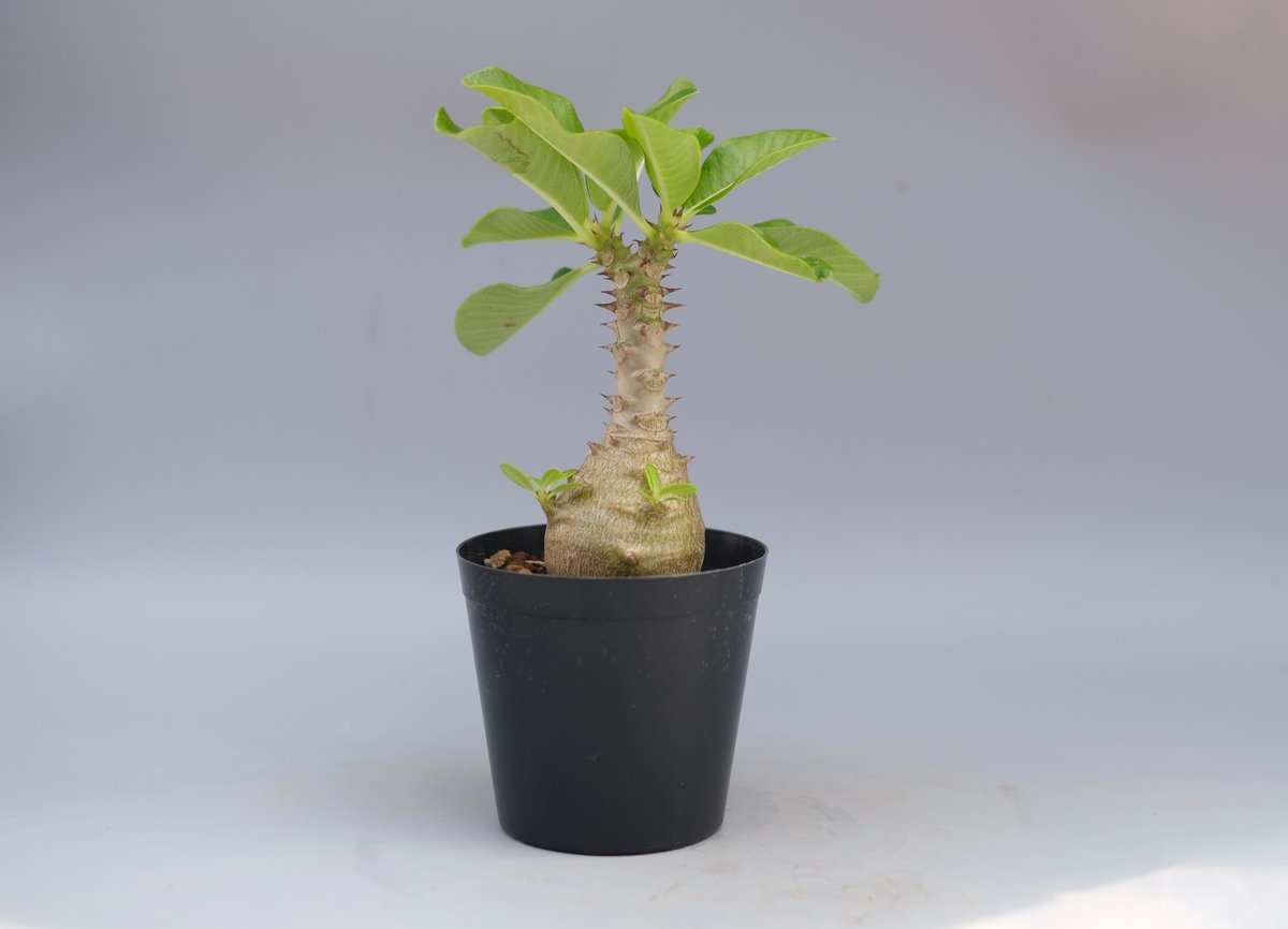 パキポディウム ウィンゾリー 実生株 065 Pachypodium windsorii |