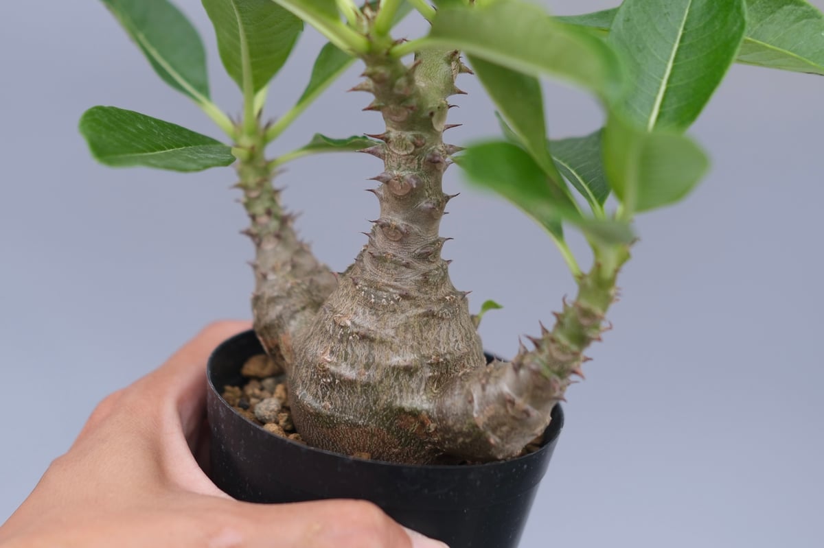 パキポディウム ウィンゾリー 実生株 077 Pachypodium windsorii |