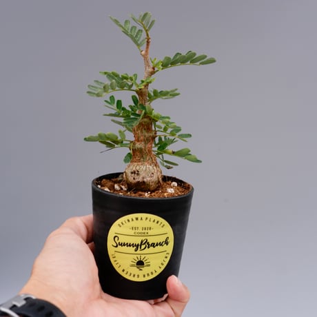 アンジーさん専用センナ メリディオナリス10 アンジーさん専用センナ メリディオナリス10 アンジーさん専用センナ