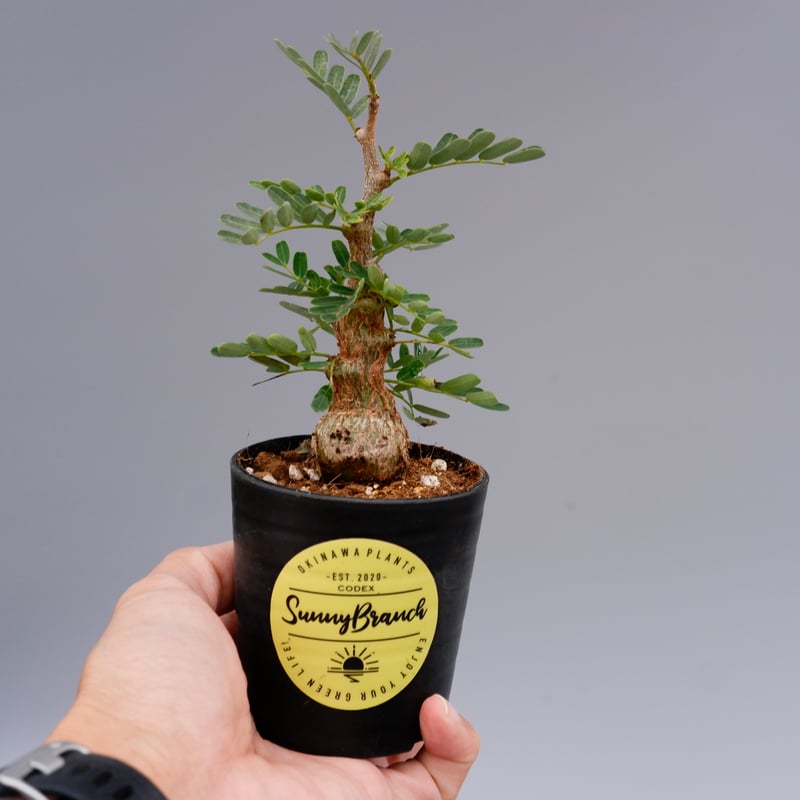 センナ メリディオナリス 実生株 Senna meridionalis 001 | Sunny