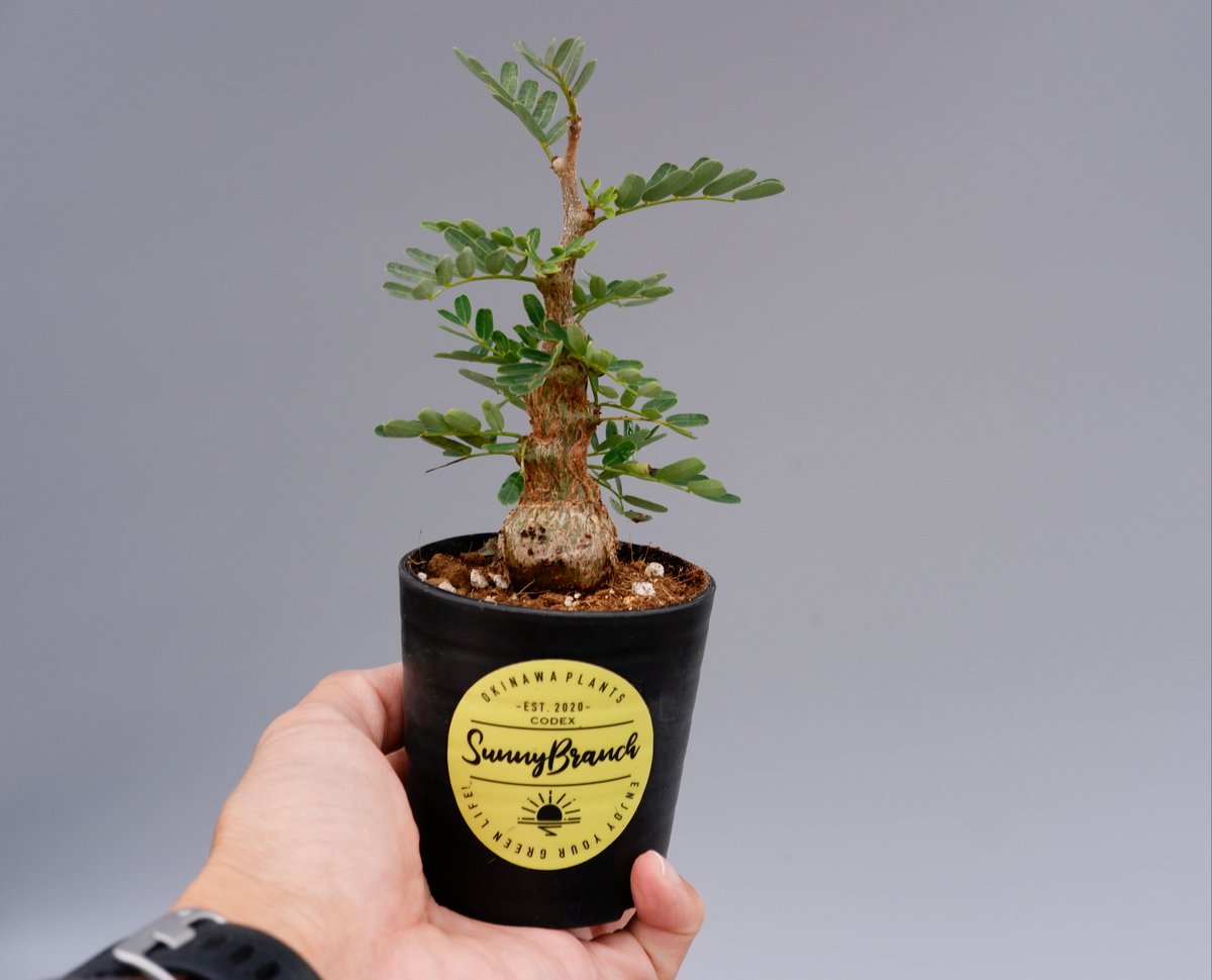 センナ メリディオナリス 実生株 Senna meridionalis 001 | Sunny