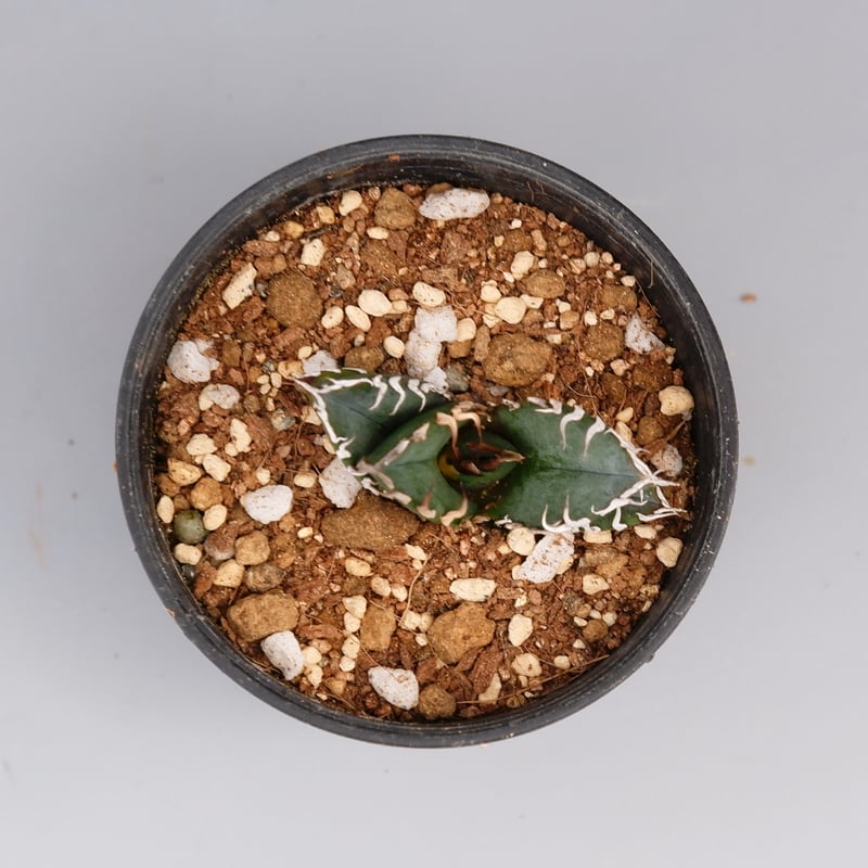 アガベ オテロイ 実生株 Agave oteroi seeding 089 | Sunny