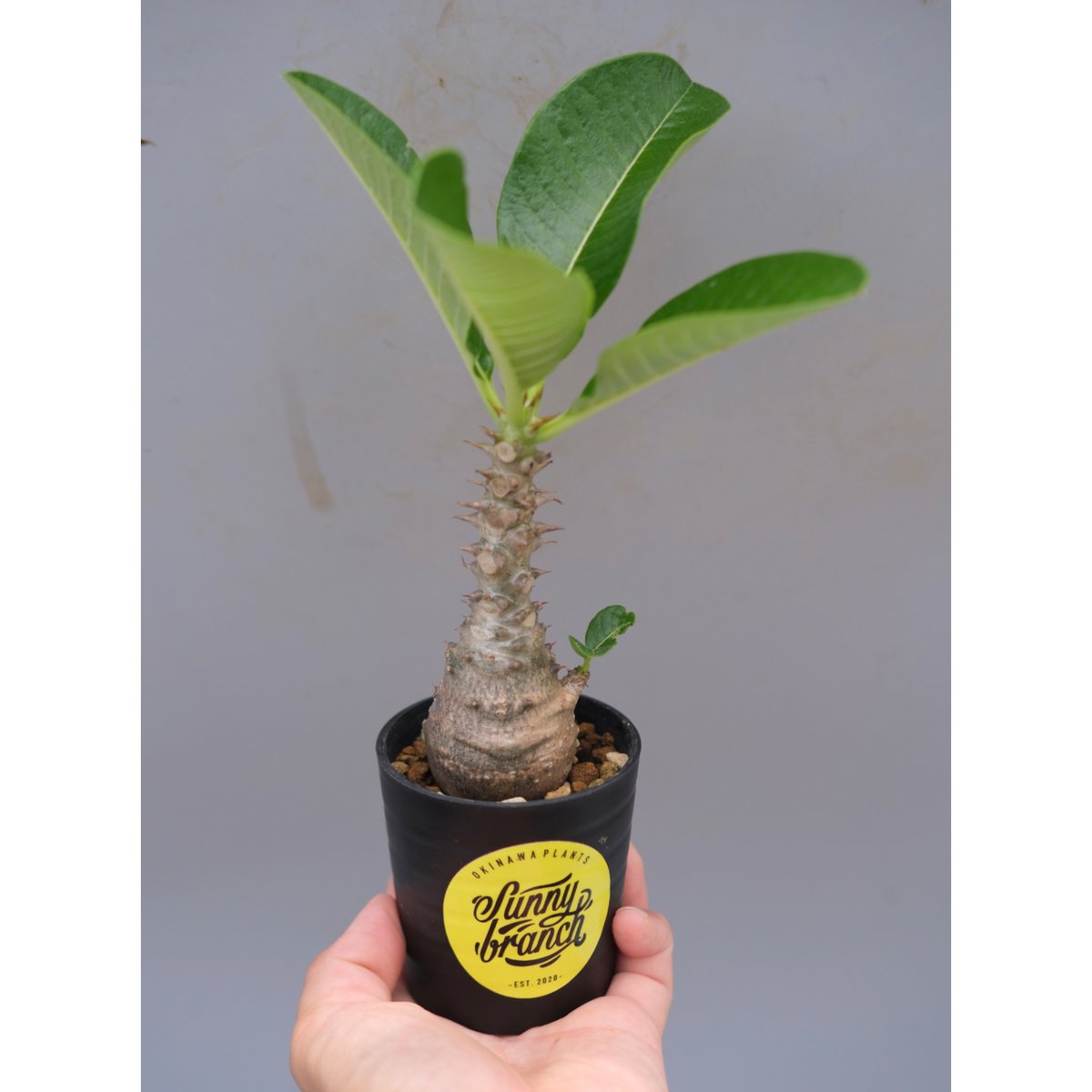 パキポディウム ウィンゾリー 実生株 056 Pachypodium windsorii |