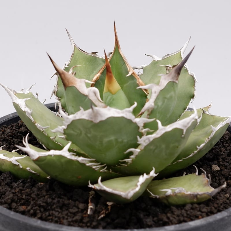 アガベ チタノタ 烈焔 親株 オテロイ アガベ チタノタ 烈焔 002 Agave titanota 烈焔 | Sunny Branch