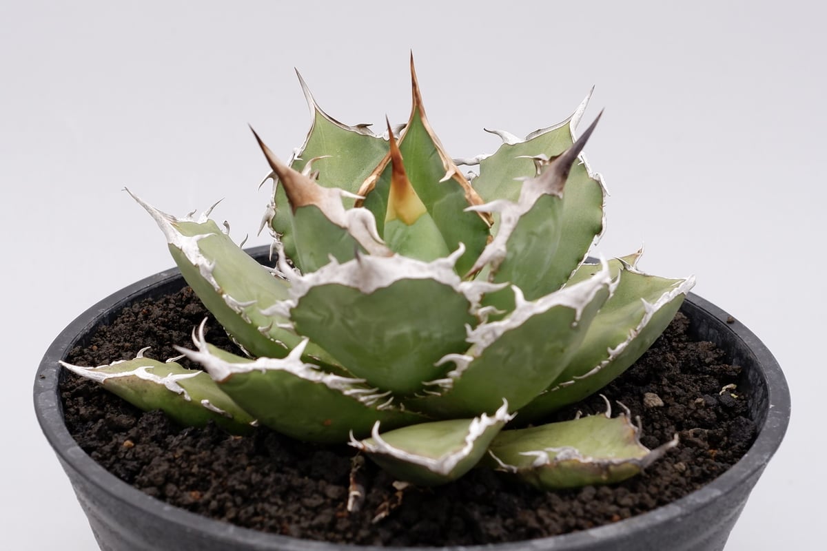 アガベ チタノタ 烈焔 002 Agave titanota 烈焔 | Sunny Branch アガベ チタノタ 烈焔 002 Agave titanota 烈焔 | Sunny Branch