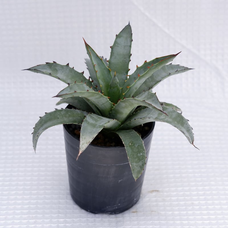 アガベ ブルーエンペラー Agave BlueEmperor 002 | Sunny Branch