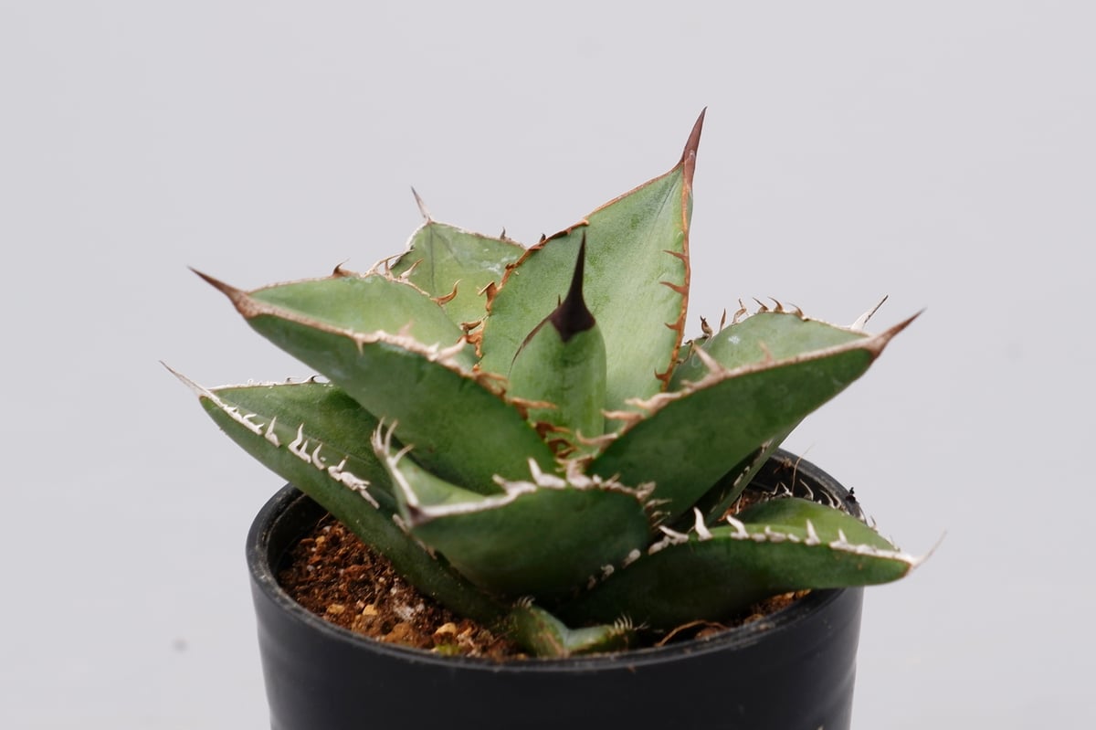 オテロイ　実生 アガベ オテロイ 実生株 Agave oteroi seeding 074 | Sunny