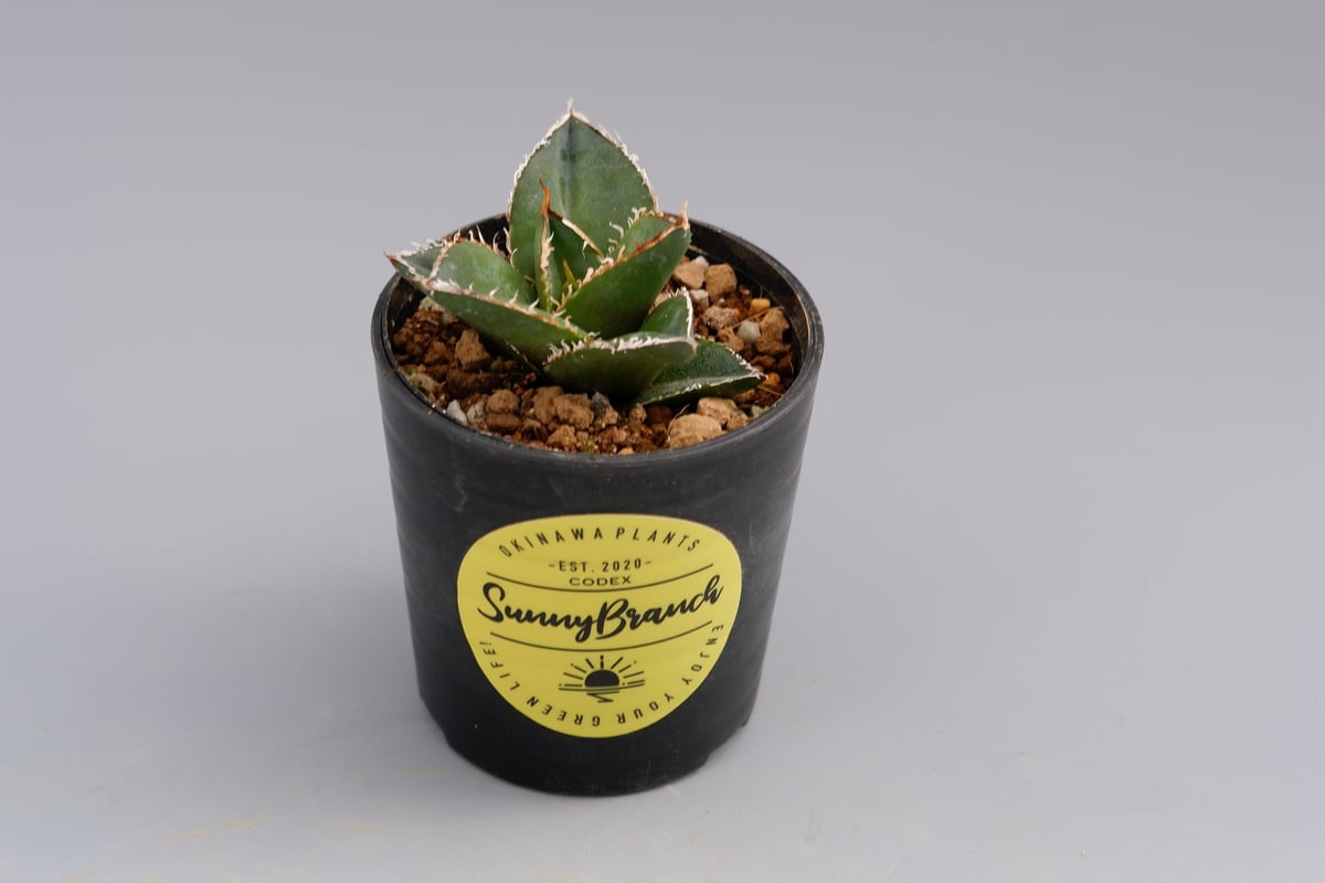 アガベ チタノタ 白鯨 Agave titanota white whale 129 | Su