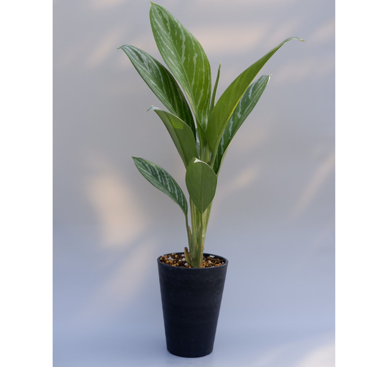 Aglaonema \" Brilliant ” ブリリアント 中株 大き目美株！ Aglaonema - Brilliant – SheyWest
