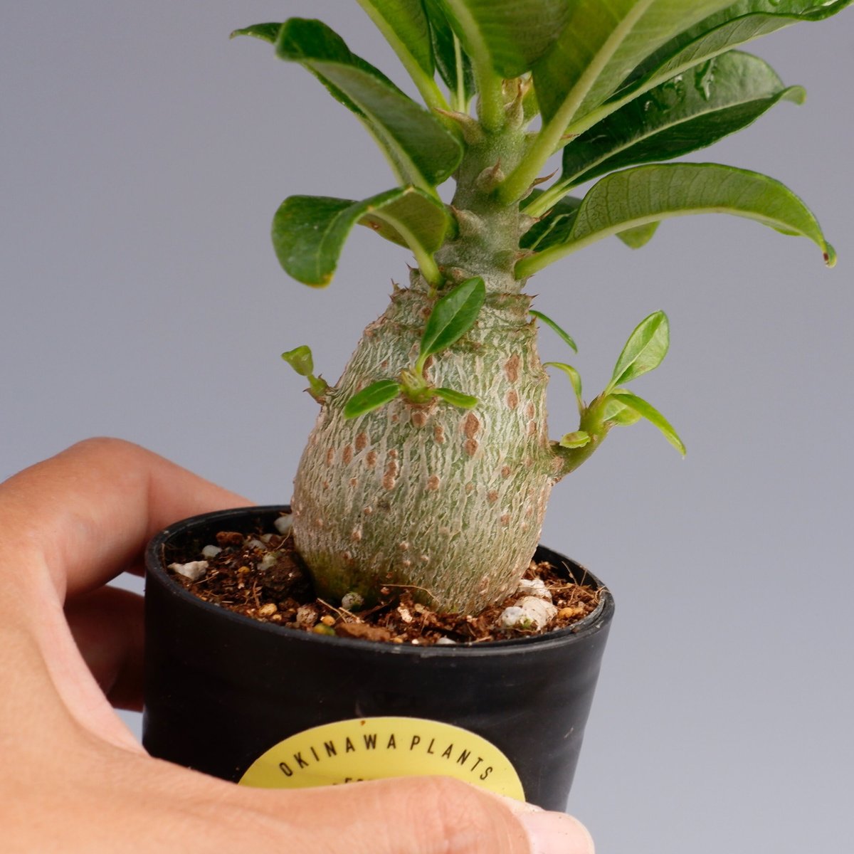 パキポディウム ウィンゾリー パキポディウム ウィンゾリー 010