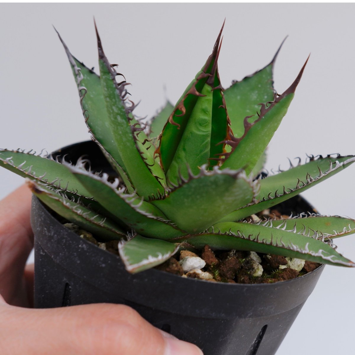 アガベ ホリダ 016 Agave horrida 強棘 | Sunny Branch アガベ ホリダ 016 Agave horrida 強棘 | Sunny Branch