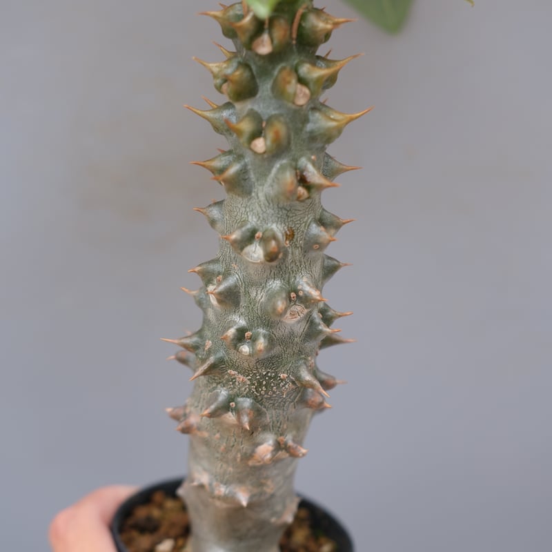 パキポディウム バロニー実生株035 Pachypodium baronii | Sunny