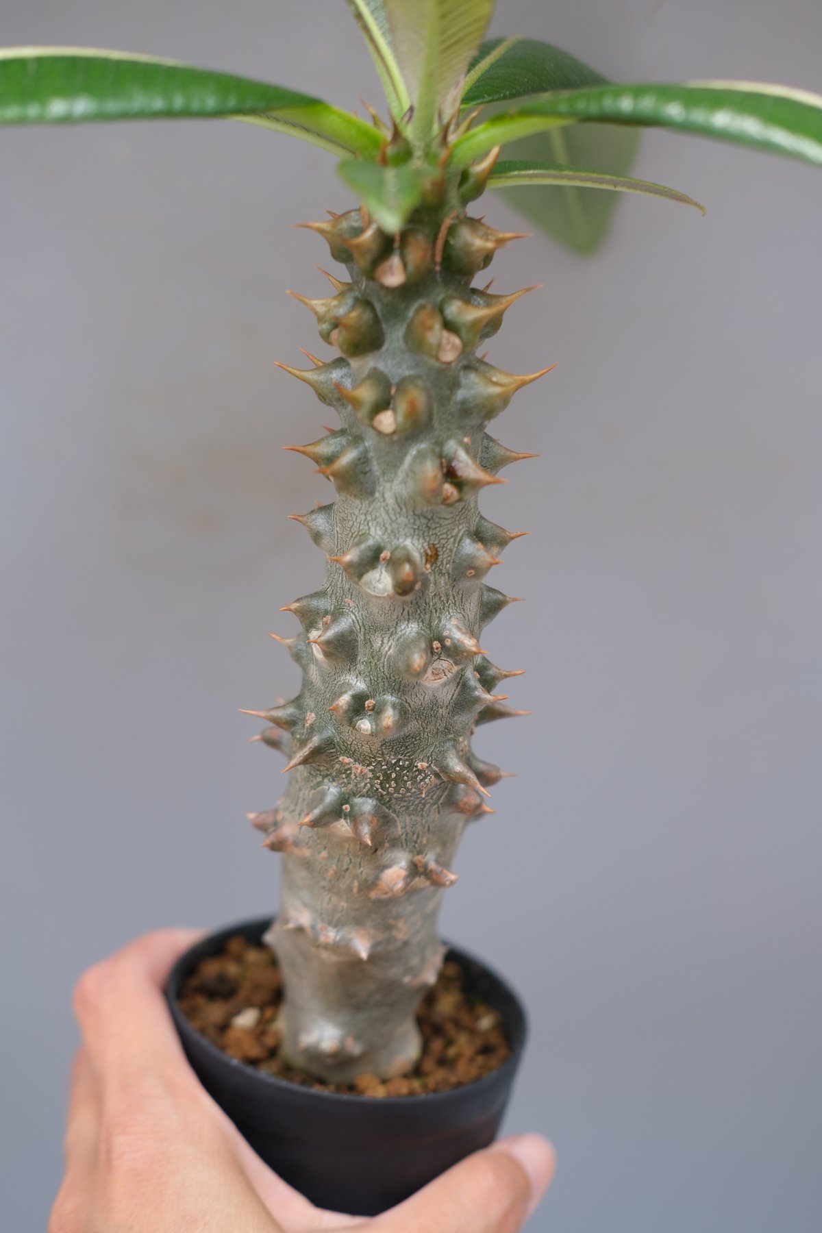 パキポディウム バロニー実生株035 Pachypodium baronii | Sunny