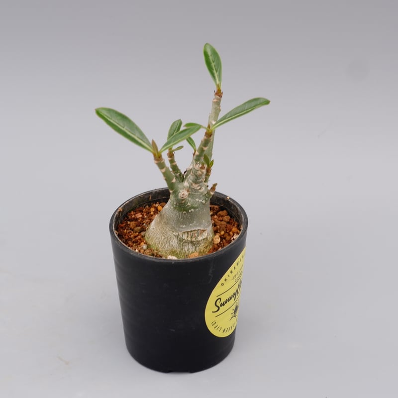 アデニウム ソマレンセ 実生株 Adenium somalense 002 | Sunny