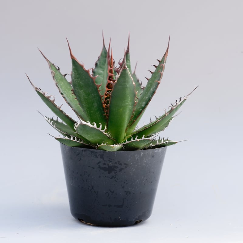 アガベ ホリダ 033 Agave horrida 強棘 | Sunny Branch