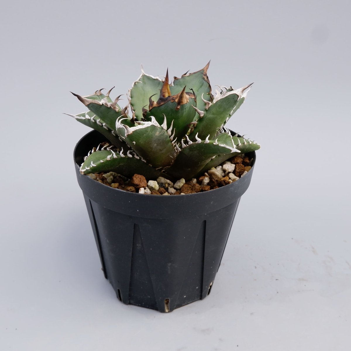 アガベ チタノタ レッドキャットウィーズル Agave titanota Red Catwee