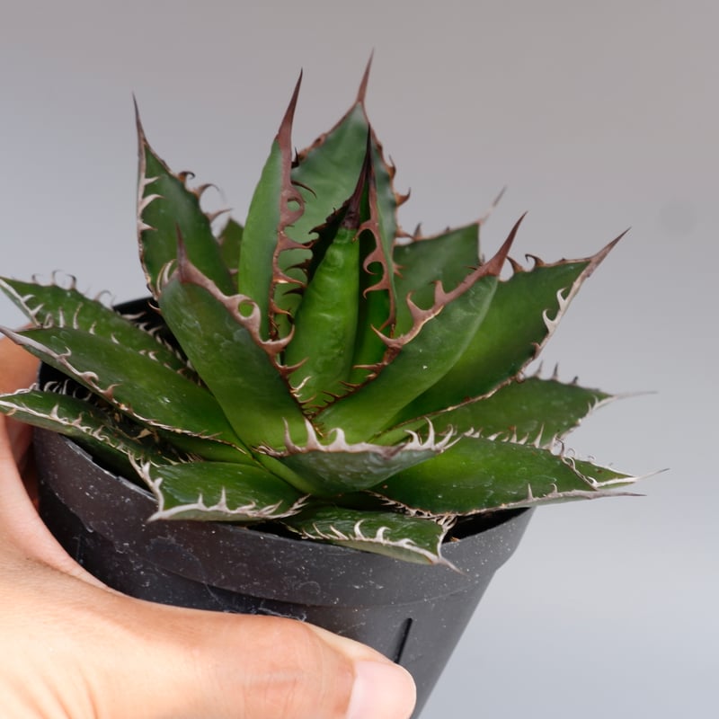 アガベ ホリダ 046 Agave horrida 強棘 | Sunny Branch