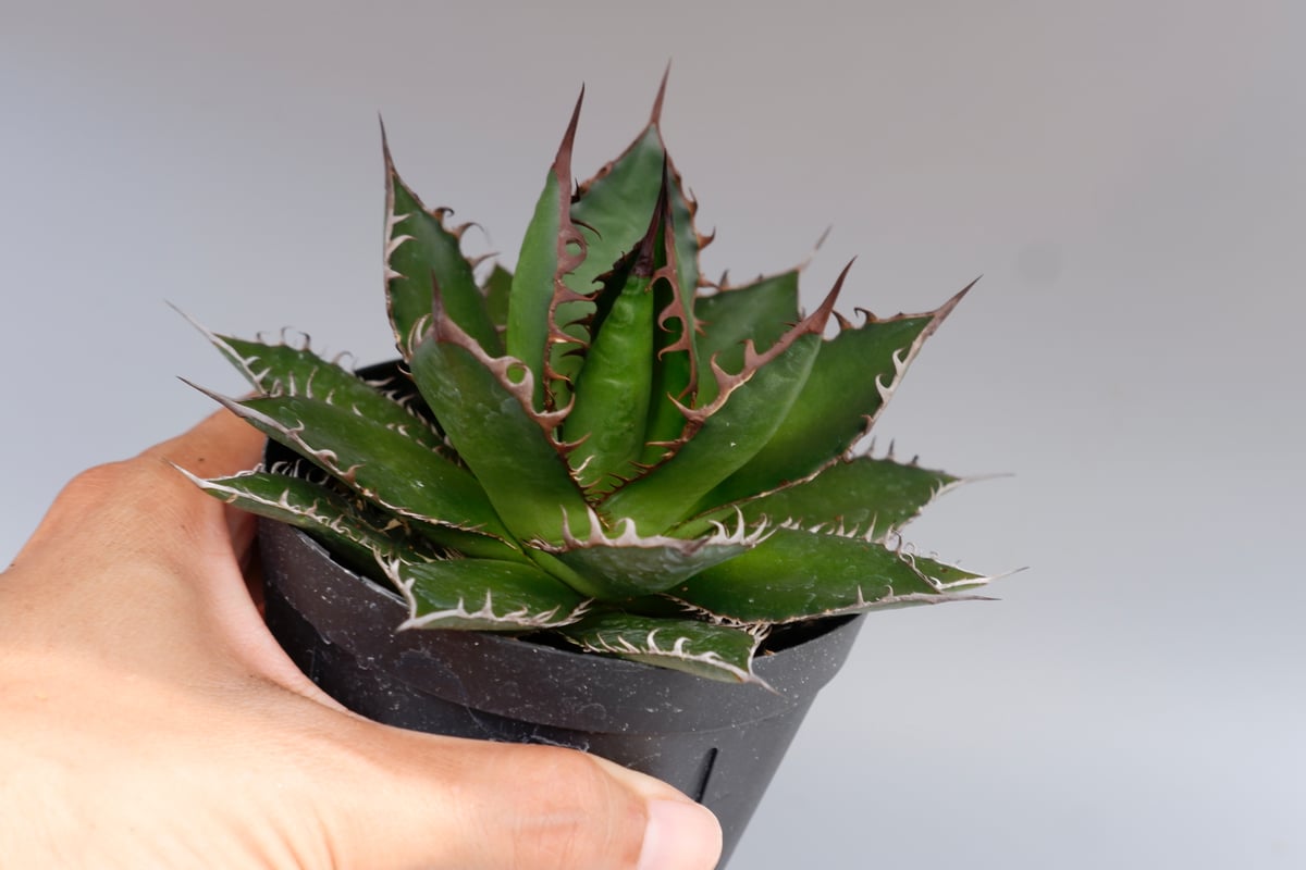 アガベ ホリダ 046 Agave horrida 強棘 | Sunny Branch