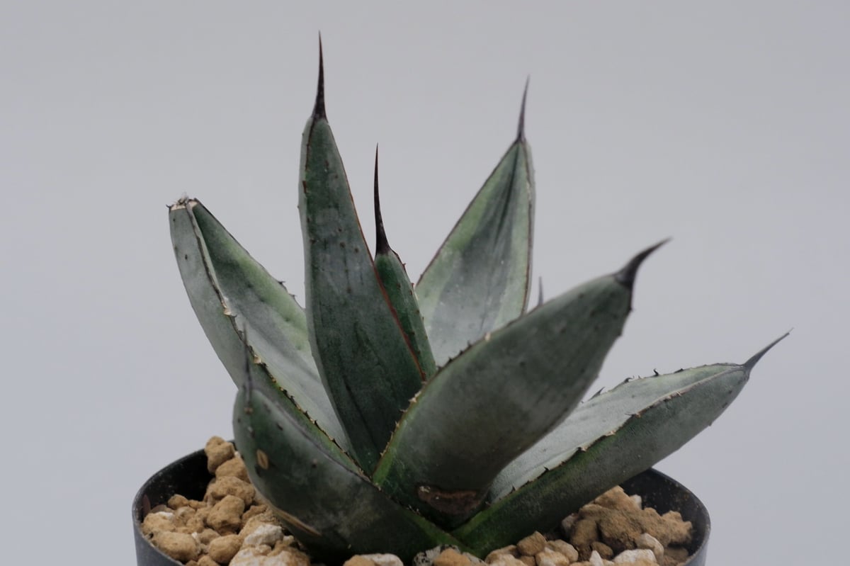 アガベ シャークバイト001 Agave Sharkbite | Sunny Branch