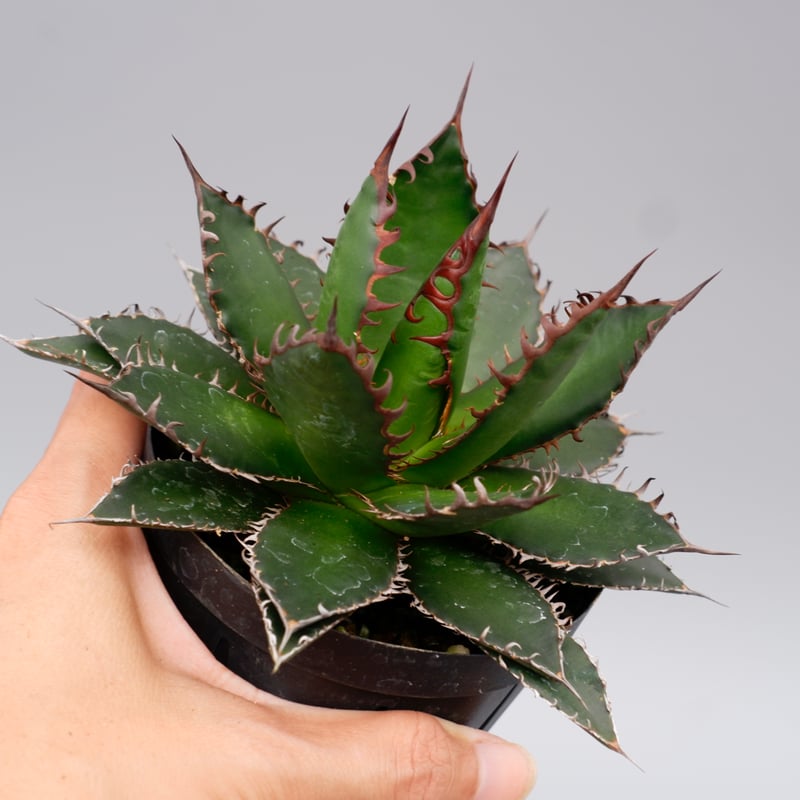 アガベ ホリダ 045 Agave horrida 強棘 | Sunny Branch