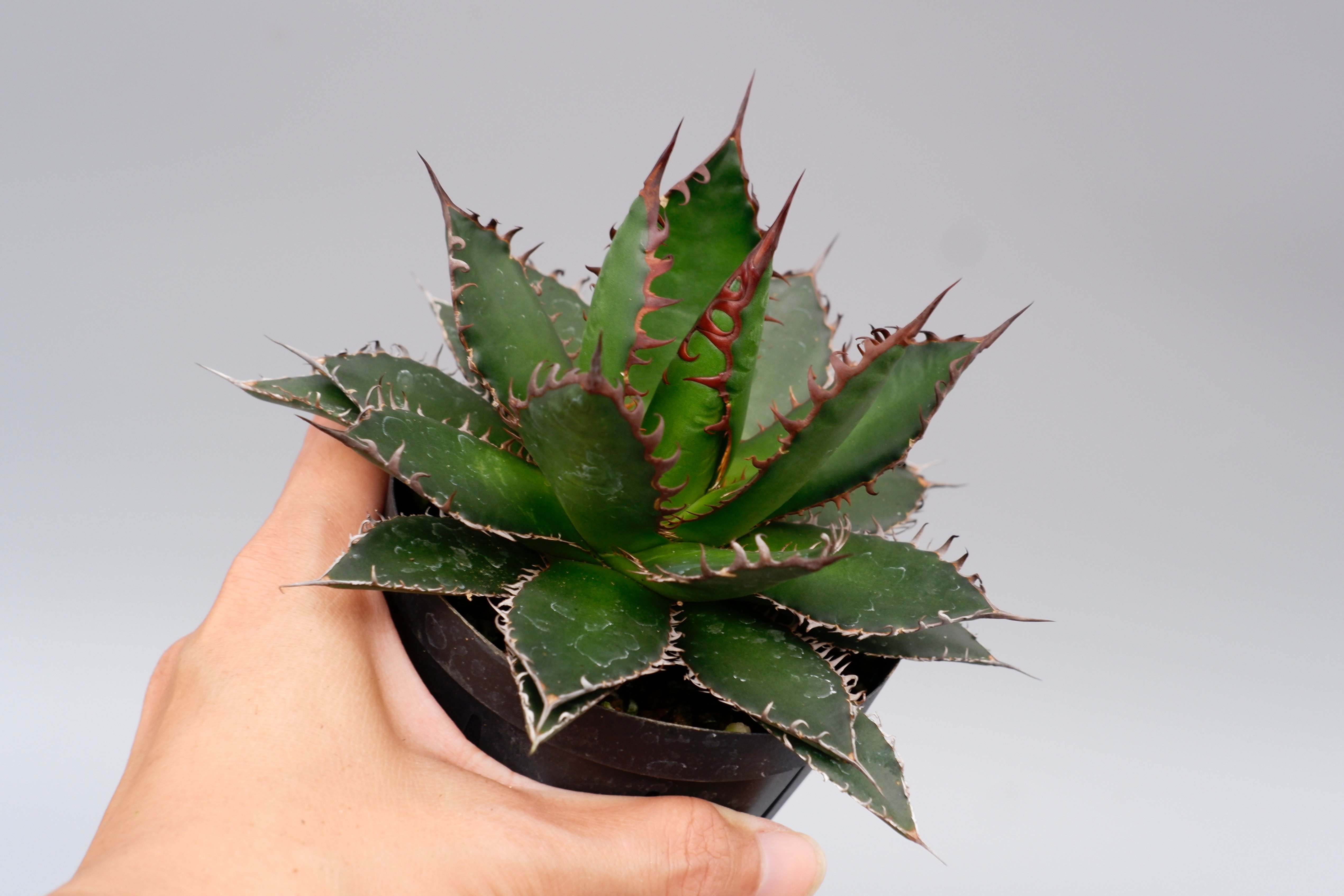アガベ ホリダ 045 Agave horrida 強棘 | Sunny Branch