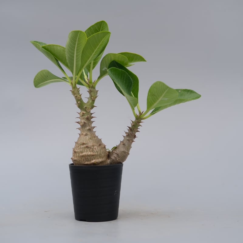 超良型 パキポディウム ウィンゾリー パキポディウム ウィンゾリー 実生株 073 Pachypodium windsorii |