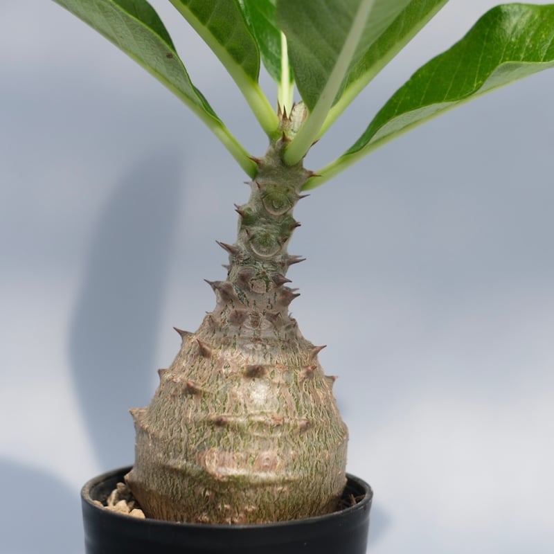 パキポディウム ウィンゾリー 実生株 068 Pachypodium windsorii