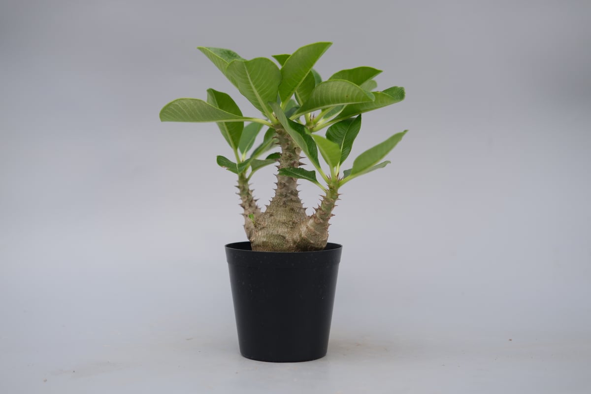 パキポディウム ウィンゾリー 実生株 077 Pachypodium windsorii |