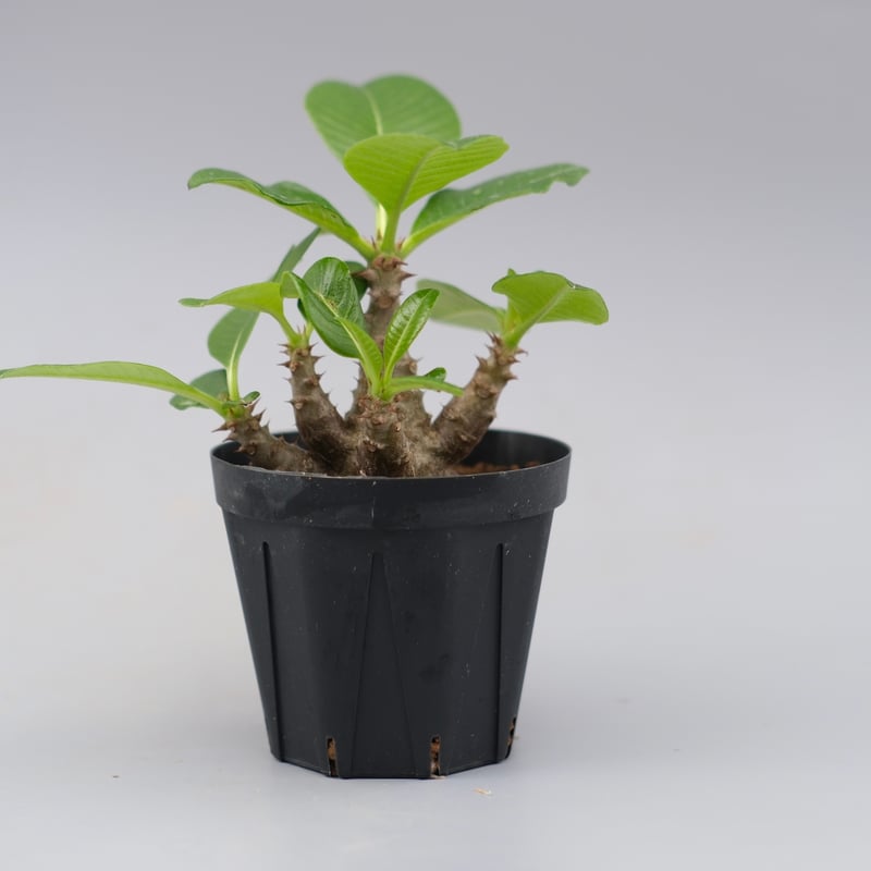 パキポディウム ウィンゾリー 実生株 033 Pachypodium windsorii |