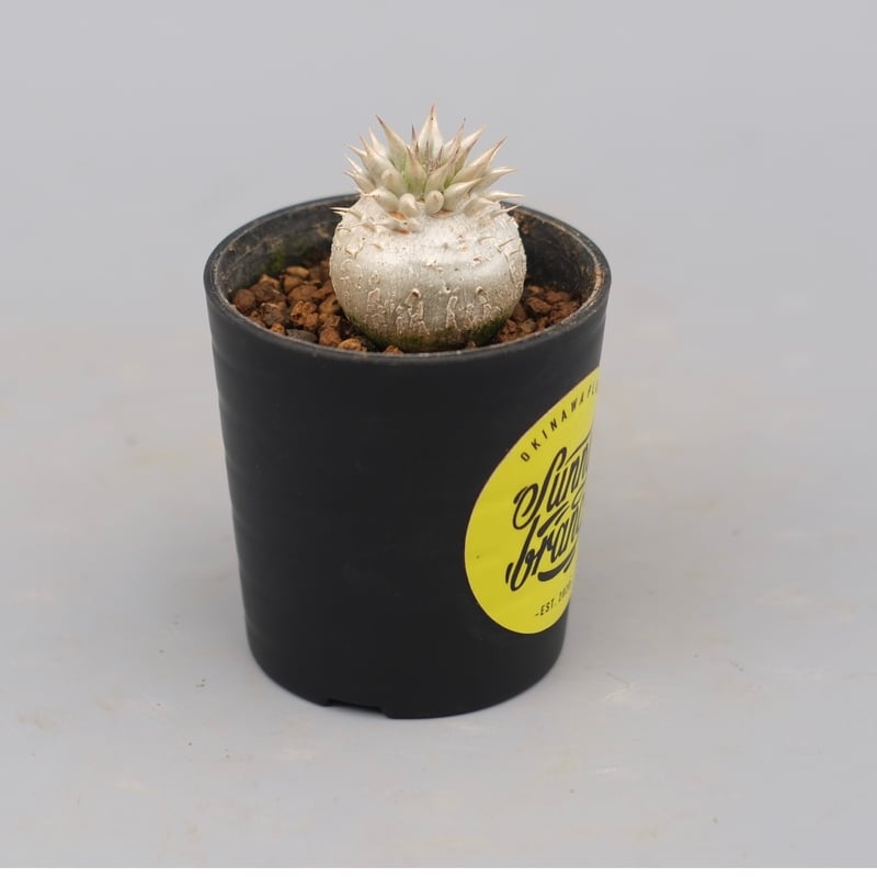 パキポディウム エニグマチカム 実生株 Pachypodium enigmaticum 005