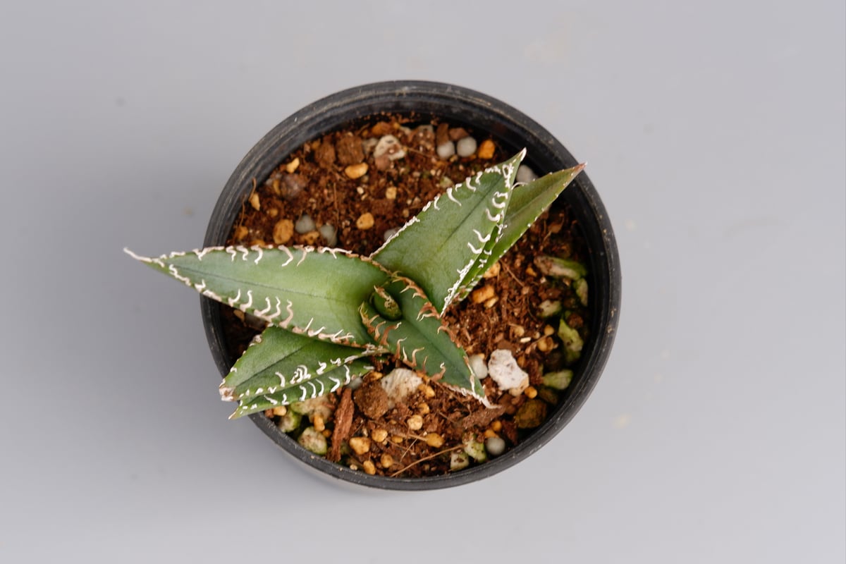 【専用お父ちゃん様】アガベ　オテロイ実生 アガベ オテロイ 実生株 Agave oteroi seeding 024 | Sunny