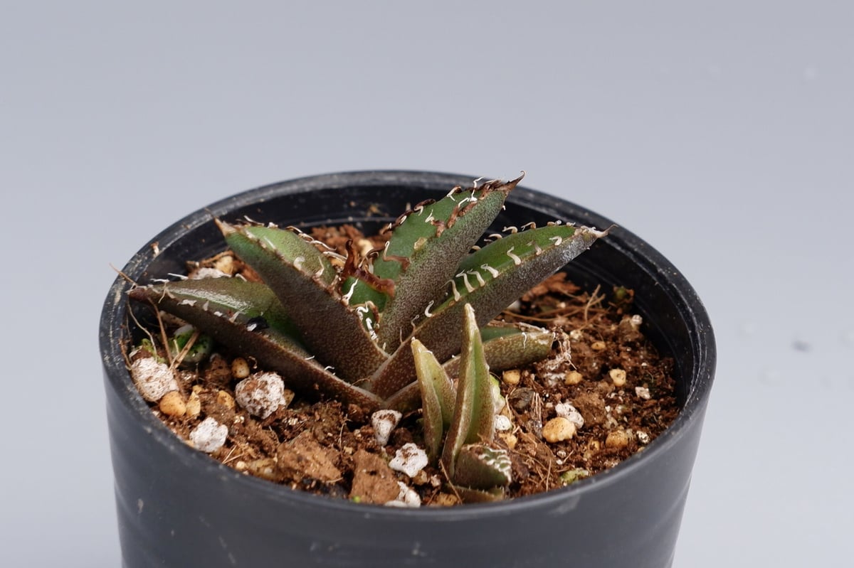 アガベチタノタ　ハデス　シーザー　2株セット アガベ シーザー ハデス 2株セット おまけ付き - メルカリ