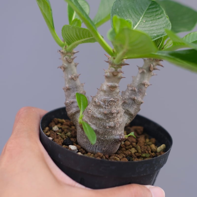 パキポディウム ウィンゾリー 実生株 045 Pachypodium windsorii |