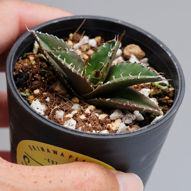 アガベ チタノタ シーザー Agave titanota caesar 013 | Sunny