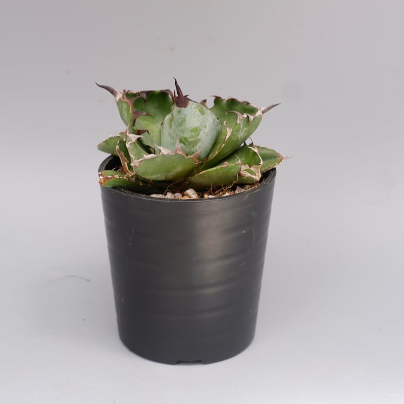 アガベ チタノタ ブラックアンドブルー Agave titanota BB 088 | Sun