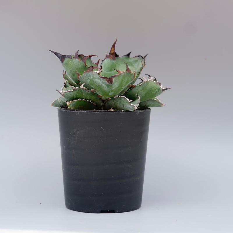 アガベ チタノタ ブラックアンドブルー Agave titanota BB 084 | Sun