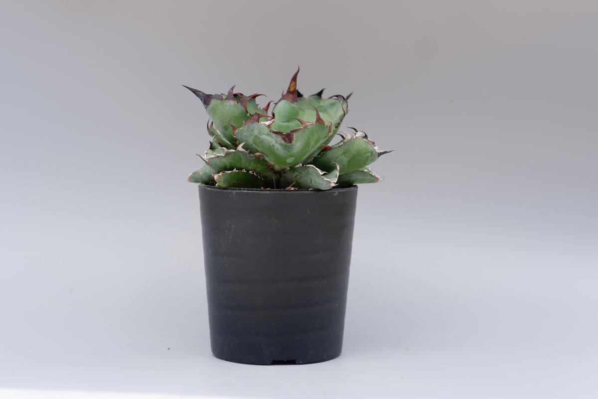 アガベ チタノタ ブラックアンドブルー Agave titanota BB 084 | Sun